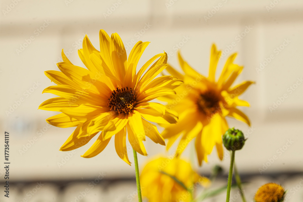 Obraz premium Blühender Gelber Sonnenhut, Blumen, Deutschland