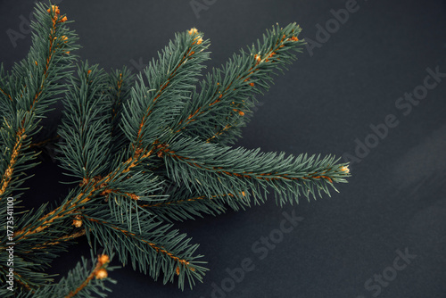 New Year, Christmas background. Branches of a green Christmas tree on a black background. Top view
