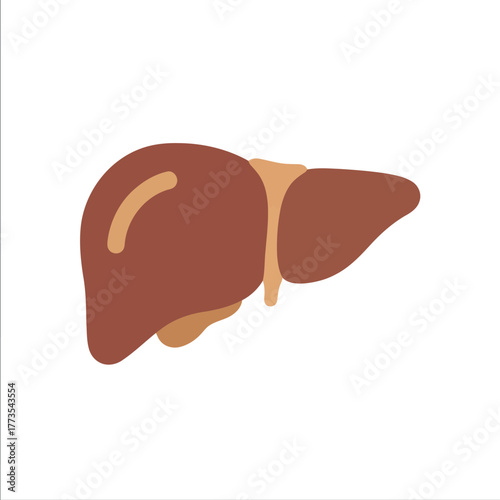 Healthy human liver anatomy medical illustration organ health vector