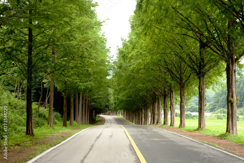 Metasequoia Tree Road
