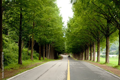 Metasequoia Tree Road