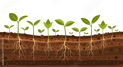 Cartoon Illustration of Growing Plants with Visible Roots and Soil.
