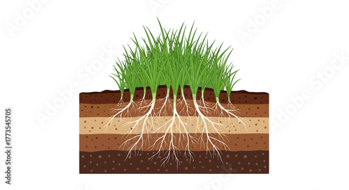 Grass with Roots in Soil Layers Illustration Green Blades and White Roots.