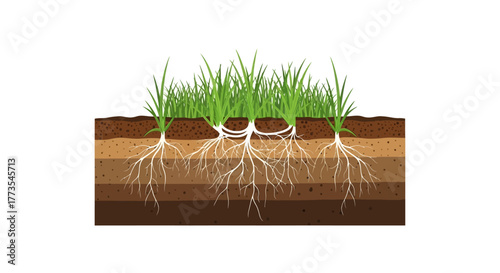 Grass and Root System in Soil Layers Illustration Green Blades White Roots.