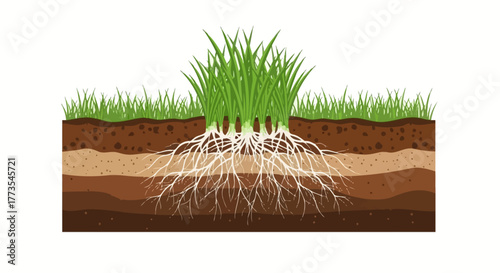 Grass with Roots in Soil Layers Green Blades White Roots.
