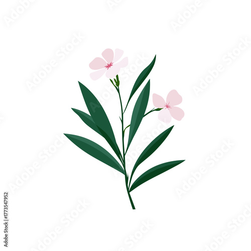 Light pink oleander flower illustration with elongated green leaves on white background in minimal botanical design