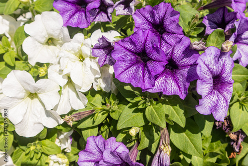 Obraz na plátně Beautiful petunia flowers are white and lilac