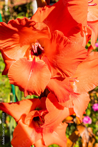 Tableau sur toile Gorgeous orange gladiolus closeup