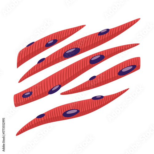 Smooth muscles tissue with specific function. Medical poster design illustration. Science educational symbol