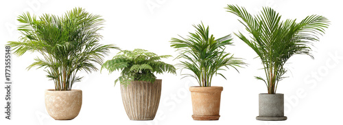Four potted indoor plants with lush green foliage