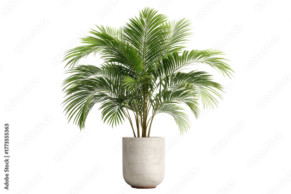Obraz premium Lush green palm tree in a simple concrete pot, isolated on black