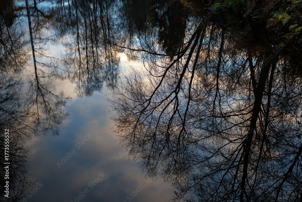 Obraz premium still water reflecting leafless trees at late autumn background