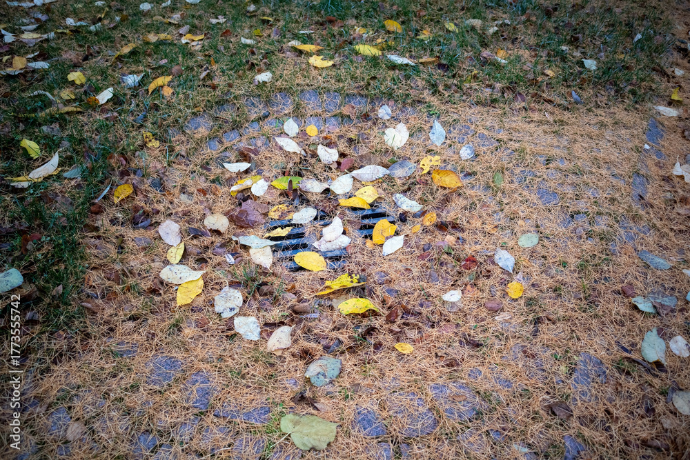 Obraz premium a city park gutter filled with leaves and needles in autumn