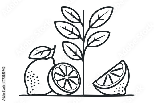 Simple outline of lemon fruit and leaves on branch