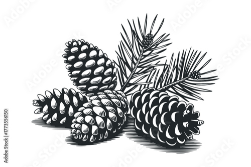 Pine cones and evergreen needles