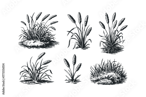 Six black and white sketches of grass clumps with seed heads