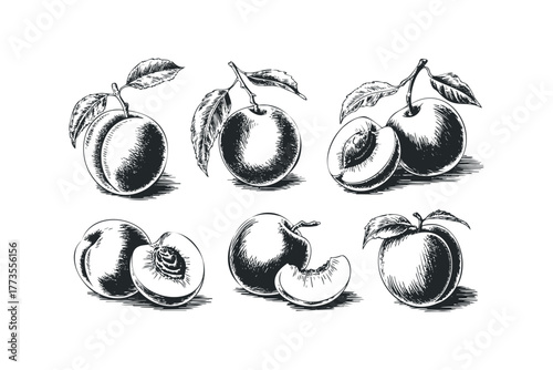 Hand Drawn Plums and Peaches with Leaves