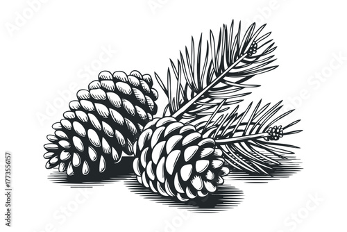 Two pine cones and evergreen branch in a monochrome etching style