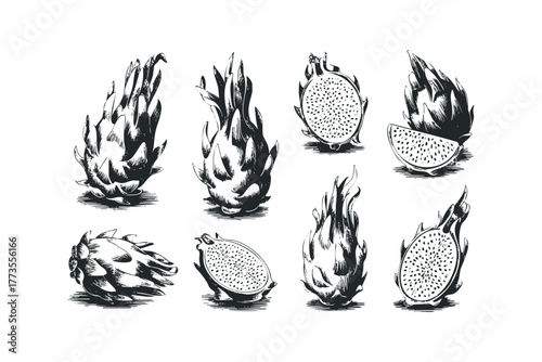 Set of Dragon Fruit Illustrations