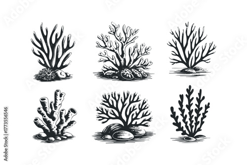 Six different types of coral and sea anemones illustrated