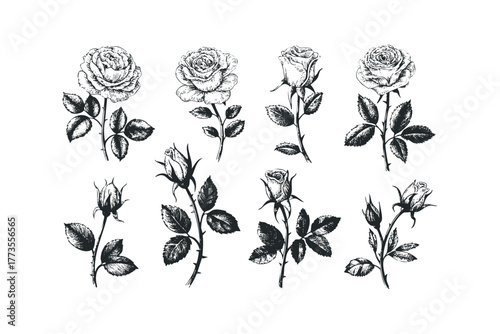 Black and white rose sketches with thorns and leaves