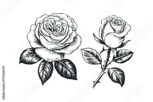 Two sketch roses with leaves and thorns