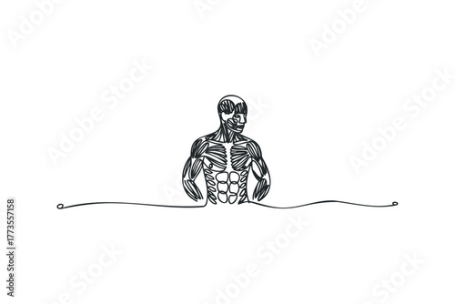 Anatomical depiction of male musculature in continuous line style