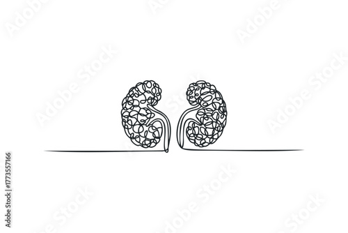 Continuous Line Drawing of Human Kidneys