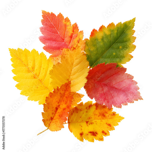 colorful autumn leaves