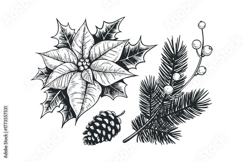 Poinsettia plant with pinecone and evergreen branch