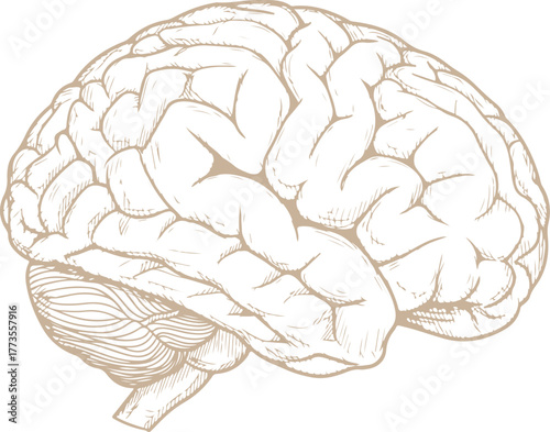 Detailed human brain anatomy side view artistic rendering vector