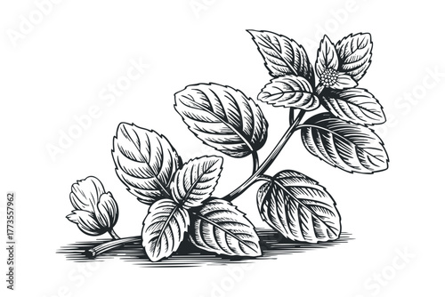 Line drawing of fresh mint plant branch with detailed leaves