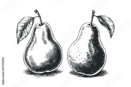 Two Pears with Leaves in Engraved Style