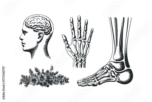 Human anatomy brain, hand, and foot skeleton with flora