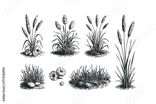 Nature botanical sketches with grass and flowers