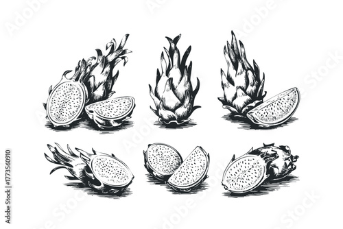 Dragon Fruit Slices and Whole Fruits Illustration