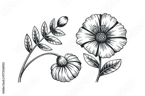 Black and White Line Drawing of Poppy Flower and Seed Pod