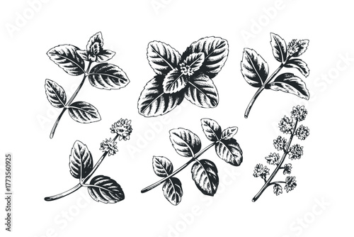 Collection of hand drawn botanical elements with leaves and flowers