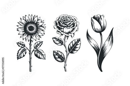 Sunflower, rose, and tulip ink drawing trio