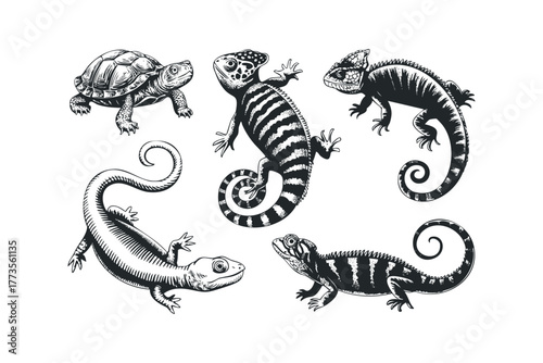 Collection of Reptiles Including Lizards and Turtle