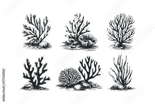 Group of Seaweed and Coral Collections with Pebbles