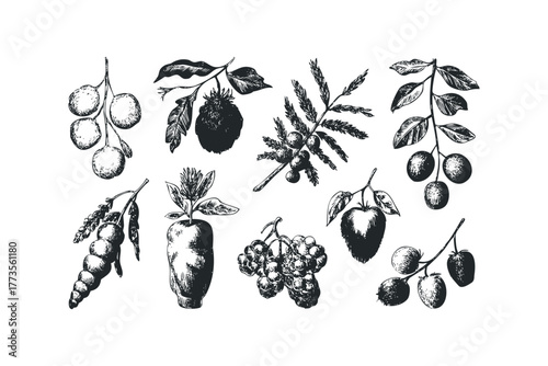 Group of Hand Drawn Fruit and Vegetable Sprigs