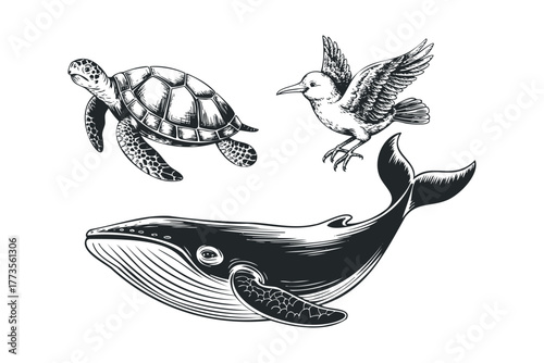 Whale sea turtle and bird graphic