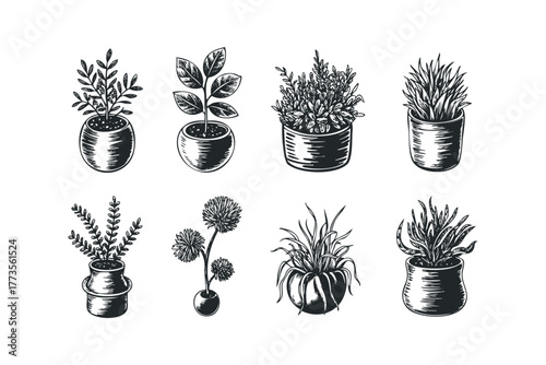 Collection of Houseplants in Decorative Pots