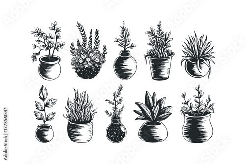 Collection of potted houseplants drawn in black ink sketch