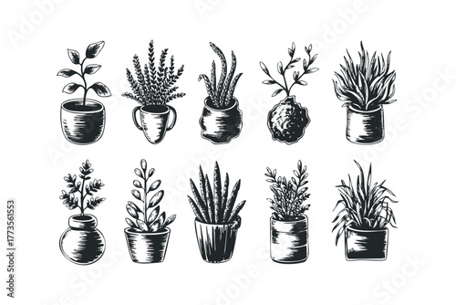 Collection of ten diverse potted plants