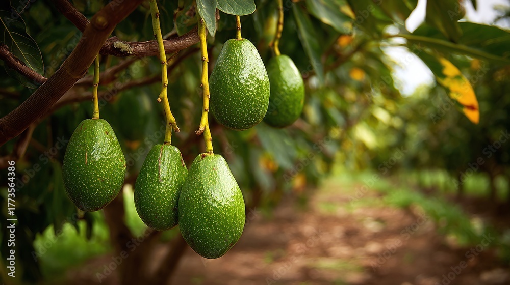 Fototapeta premium Lush avocado grove in full harvest. See the vibrant green fruits hanging from branches, a testament to nature's bounty and healthy eating. Focus on fresh, natural produce.