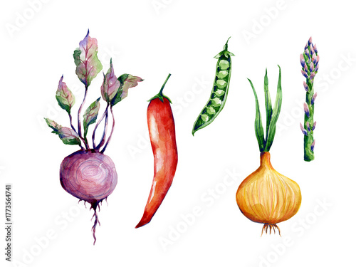 Vegetables hand drawn illustration set isolated on transparent background. Botanical clip art collection. Watercolor garden plants cliparts set.