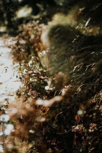 water flowing in the forest