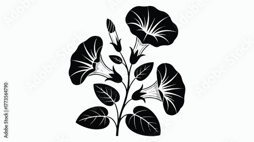 A black and white illustration of morning glory flowers in a minimalist style.  
